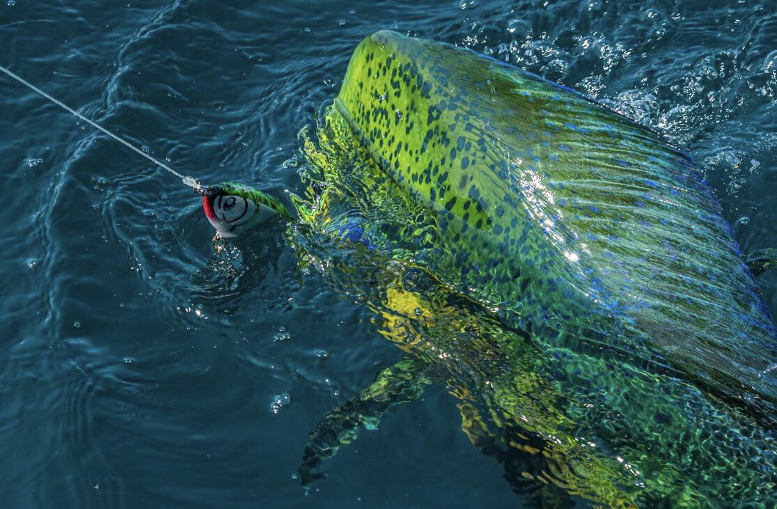 DubaifishingTrp's tweet photo. Dubai📍Fishing🎣Trip
𝗖𝗮𝗹𝗹 𝗻𝗼𝘄 &amp; 𝗴𝗲𝘁 𝘆𝗼𝘂𝗿 𝗼𝗳𝗳𝗲𝗿
☎️+971563729777
https://t.co/VrUpRjt5D1
dubai fishing trip-fishing trip in dubai-dubai fishing trips-trips in dubai for fishing-fish in dubai-fishing in dubai-fishing uae-deep sea fishing-fishing boats-fishing boat https://t.co/1EbzUxYy7b