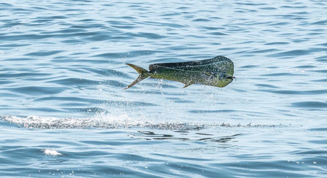 trip_dubai's tweet photo. Fishing🎣Trip in Dubai📍
𝗖𝗮𝗹𝗹 &amp; 𝗴𝗲𝘁 𝘆𝗼𝘂𝗿 𝗼𝗳𝗳𝗲𝗿
☎️+971563729777
https://t.co/k6qZq9QdLn 
fishing trip in dubai-fishing trips in dubai-fishing boat dubai-fishing boats dubai-dubai fishing trips-deep sea fishing dubai-boat rental dubai-yacht fishing-yachts fishing https://t.co/5Vsb4KPtZB