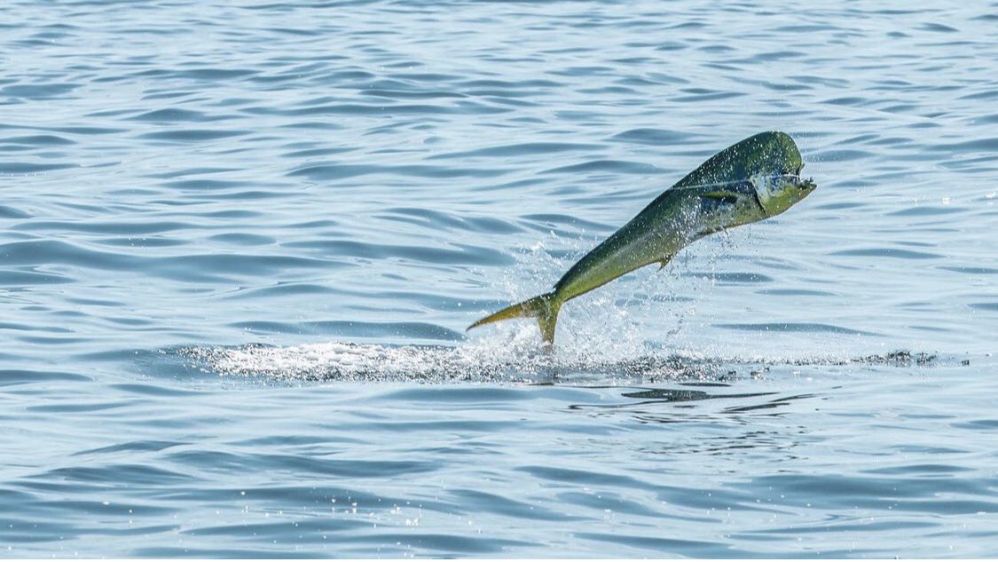 trip_dubai's tweet photo. Fishing🎣Trip in Dubai📍
𝗖𝗮𝗹𝗹 &amp; 𝗴𝗲𝘁 𝘆𝗼𝘂𝗿 𝗼𝗳𝗳𝗲𝗿
☎️+971563729777
https://t.co/k6qZq9QdLn 
fishing trip in dubai-fishing trips in dubai-fishing boat dubai-fishing boats dubai-dubai fishing trips-deep sea fishing dubai-boat rental dubai-yacht fishing-yachts fishing https://t.co/5Vsb4KPtZB
