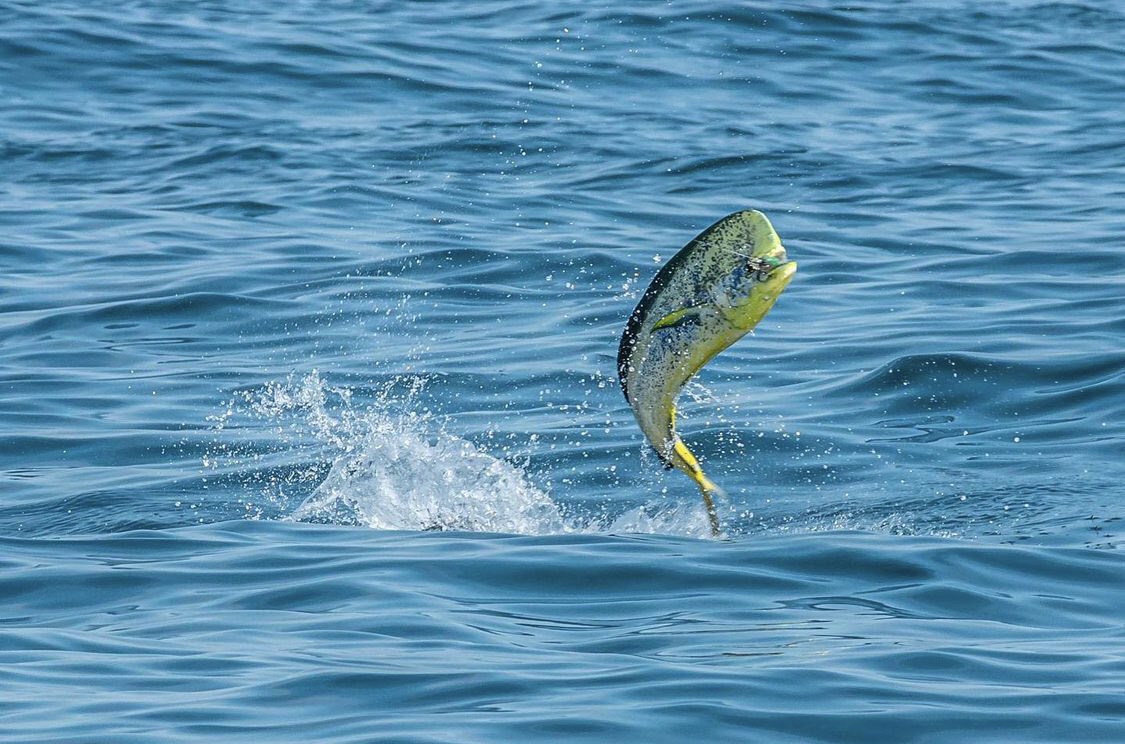 trip_dubai's tweet photo. Fishing🎣Trip in Dubai📍
𝗖𝗮𝗹𝗹 &amp; 𝗴𝗲𝘁 𝘆𝗼𝘂𝗿 𝗼𝗳𝗳𝗲𝗿
☎️+971563729777
https://t.co/k6qZq9QdLn 
fishing trip in dubai-fishing trips in dubai-fishing boat dubai-fishing boats dubai-dubai fishing trips-deep sea fishing dubai-boat rental dubai-yacht fishing-yachts fishing https://t.co/5Vsb4KPtZB