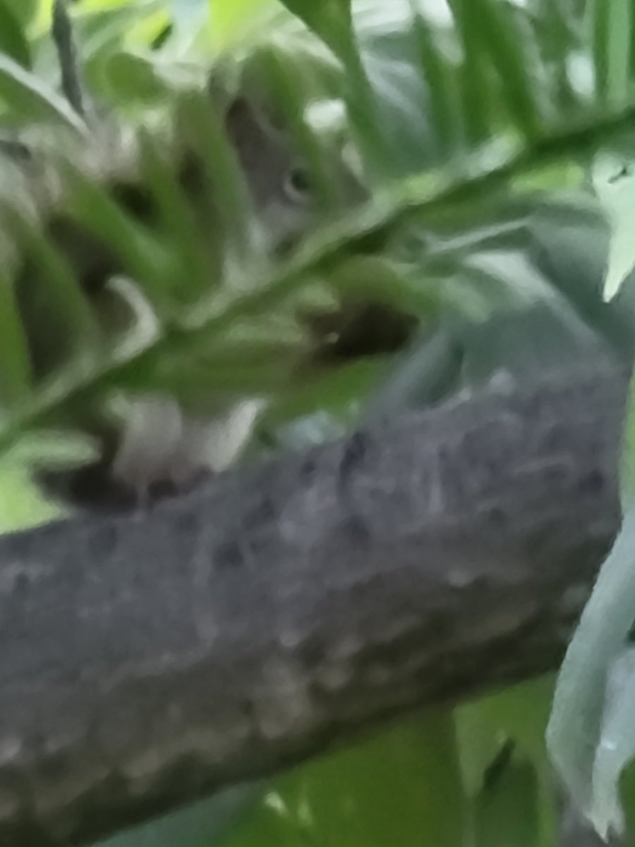 PeggyJoFarr2's tweet photo. Look who I caught in the Butternut Tree!
#RedSquirrel
#butternuttree
#Mondayvibes https://t.co/Dux63KXz1o