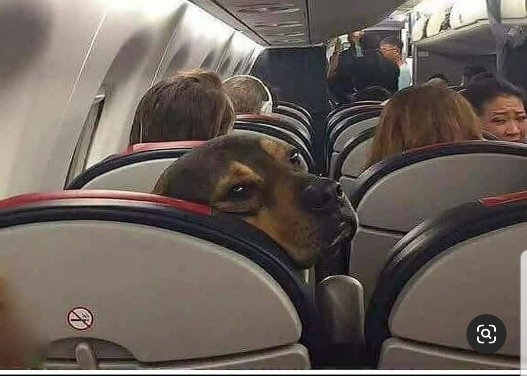 Le_artifice's tweet photo. Cuando mi mamá está en el otro asiento del bus y pasan cobrando el pasaje https://t.co/k49krcokUB