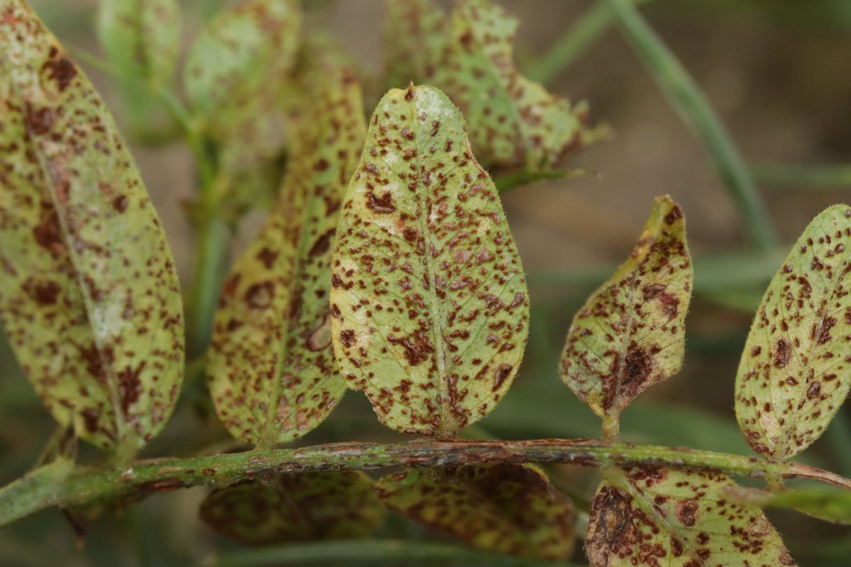 RPilze's tweet photo. Uromyces viciae-fabae ex Vicia sepium

#Viciasepium #Vicia #ZaunWicke #bushvetch #Vescedeshaies #veza #Uromyces #Uromycesviciaefabae #Rostpilz #Rost #rust #rustfungus #mushroom #mushrooms #fungus #fungi #pilz #pilze #champignons #champignon #nature #natur https://t.co/ej3jJDDpxi