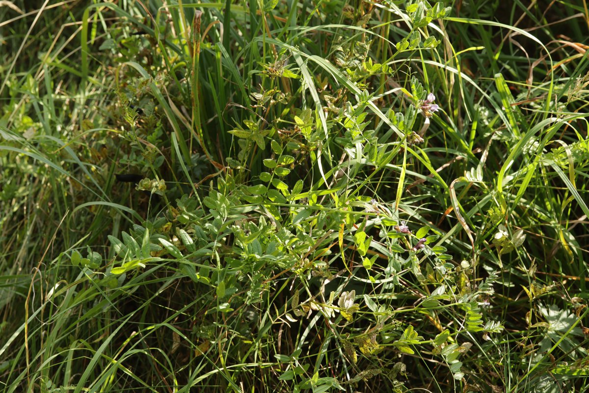 RPilze's tweet photo. Uromyces viciae-fabae ex Vicia sepium

#Viciasepium #Vicia #ZaunWicke #bushvetch #Vescedeshaies #veza #Uromyces #Uromycesviciaefabae #Rostpilz #Rost #rust #rustfungus #mushroom #mushrooms #fungus #fungi #pilz #pilze #champignons #champignon #nature #natur https://t.co/ej3jJDDpxi