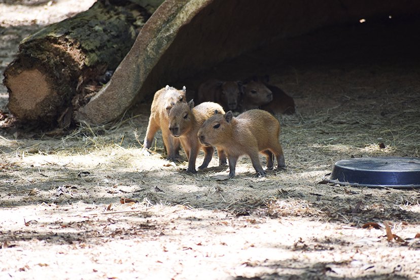 We'll talk about Bruno this one time. And his six siblings. The Montgomery Zoo joyfully announces the birth of seven Capybara pups! Belle gave birth to Antonio, Bruno, Felix, and Mirabel on July 26. Jasmine gave birth to Han, Chewy, and Luke on July 31. #mymgmzoo #zaa #capybaras
