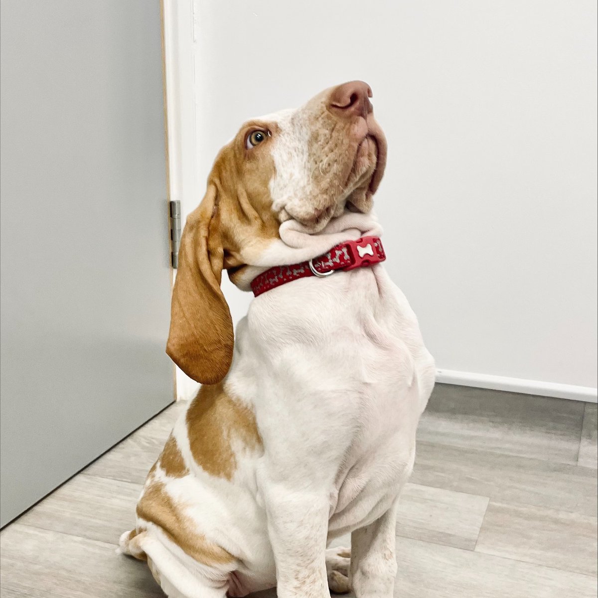 Scarsdale Vets tweet media