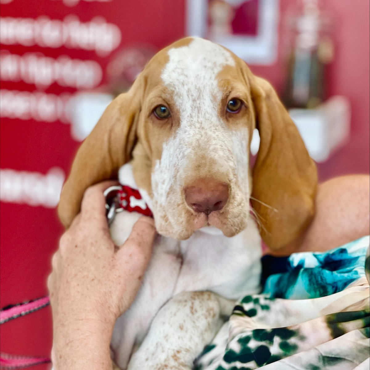 This is Boo-Boo! He came into our Alfreton practice recently and was adorably squishy and well behaved! As you can tell he's mastered the art of sitting intensely for a treat! 😂  🦴

Can you guess what breed he is?!

#ScarsdaleVets #dog #puppy #vet
