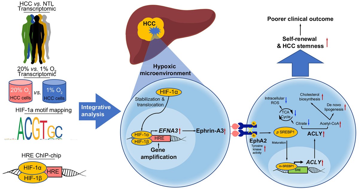 JHepatology's tweet photo. Novel role of the #Ephrin-A3/EphA2 axis: 

➡️#hypoxia-sensitive modulator of #HCC cell metabolism
➡️key contributor to HCC initiation &amp; progression

🔓#OpenAccess at👉https://t.co/e8c1iVFe3M

#hepatocellularcarcinoma
#LiverTwitter https://t.co/I4JIH1TNeE