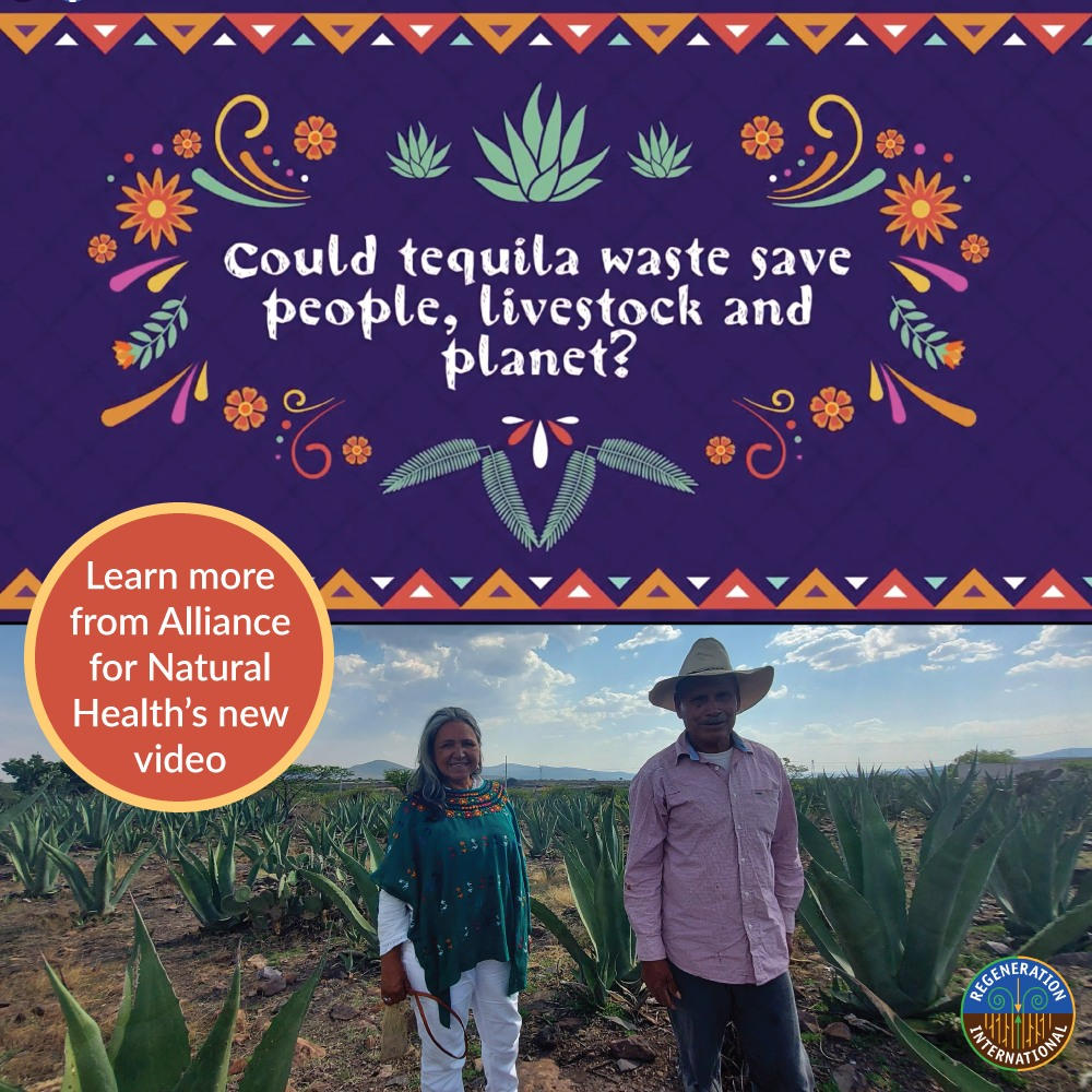 Could the vast agricultural waste from the 1 million agave plants processed annually by the Mexican tequila industry point to a viable solution for people, livestock and planet?

Watch <a href="/anhcampaign/">ANH International</a>'s video to learn more about the Billion Agave Project ➡️ orgcns.org/BillionAgaveIn…