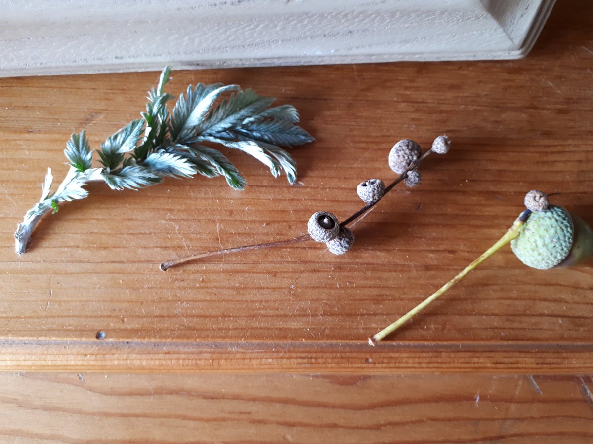 Some goodies we found in a very parched Monks Wood...