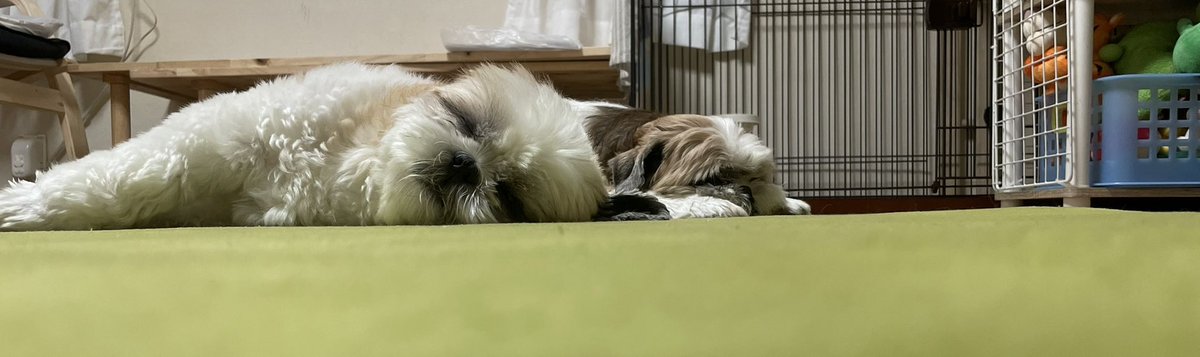 chacha_03022's tweet photo. っわ！
全然このアカウント来てない

私生きてます
茶々丸くん　かぶきくんも
げんげんげんきです

(って言いながら寝てる写真) https://t.co/0YqIztCiWh