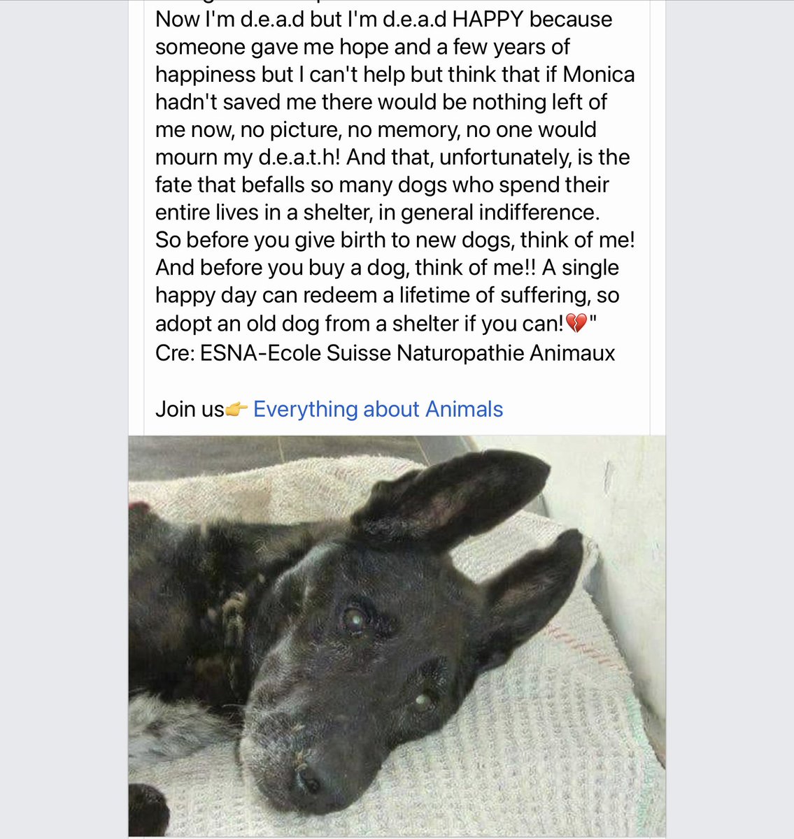 Please read story below it describes why I rescue it made me cry because so many dogs die unloved “Saving one dog will not change the world but surely for that one dog the world will change forever” #AdoptDontShop #RescueDogs <a href="/rickygervais/">Ricky Gervais</a> <a href="/TakeAwayTheTear/">Take Away The Tears</a> <a href="/cyprusdogrescue/">SPDC</a>