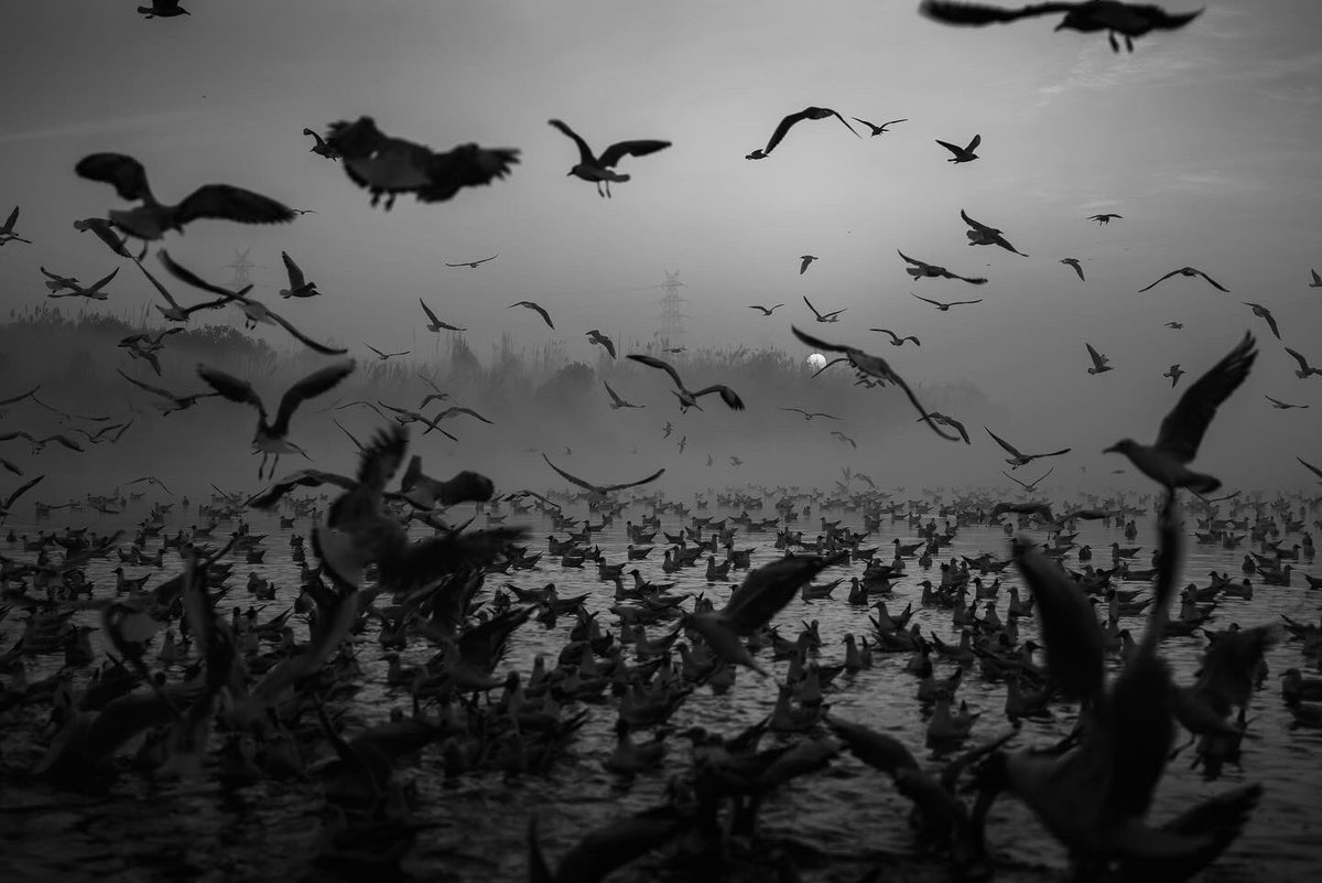 arunnalimela's tweet photo. Yamuna Ghat is my genesis collection on Sloika, with an edition of 1/1 of 10 Images. 

The ghat is a spectacular site where hundreds of seagulls gather to feed at dawn. A breathtaking scene is created with the seagulls &amp; boat drive. 

Price: 0.1 ETH
Link: https://t.co/Dqdf8EvjkN https://t.co/pMvRRnsgl4