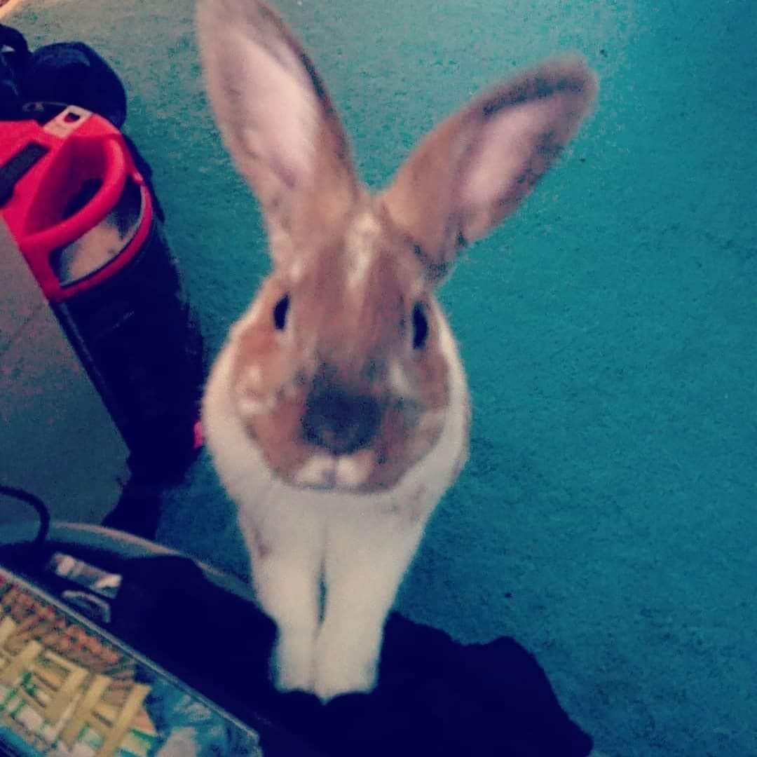 AJ_Phillips95's tweet photo. @bouncebckbelle This is Maurizio Arrivabunny, he sadly passed away in Jan of this year. My favourite thing about him was he lived up to his namesake, he was the grumpiest little bunny you've ever met. But if he liked you then he was utterly adorable and had a heart of gold. โค๏ธ https://t.co/yVx41lJVOr