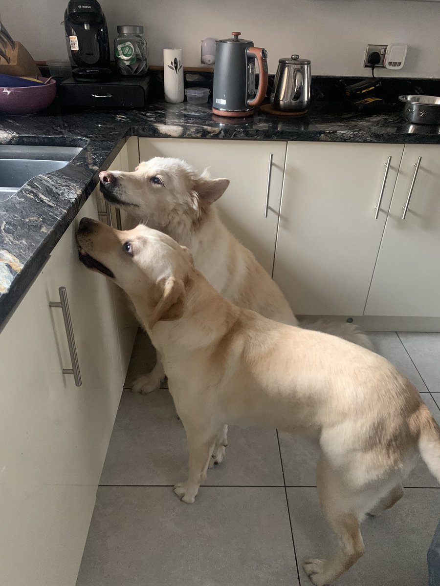 the DOGS