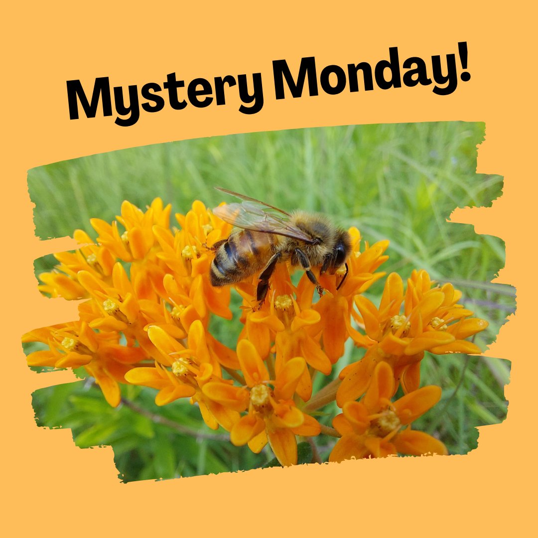 Friends of the Rouge tweet media