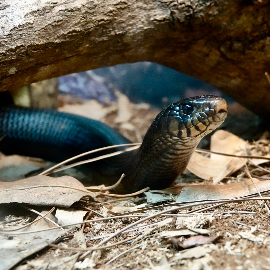 NaplesZoo's tweet photo. Happy 9th birthday to our indigo snake, Stormy!

Learn more about this species:
https://t.co/MpnKvy7hU9

#napleszoo #whattodoinnaples #naplesfun #placesinnaples #naplesmoms #onlyinnaples #swfl #southwestflorida #floridafun #southwestfl #swflorida #animalsoftwitter #snake https://t.co/uEZjia3EGU