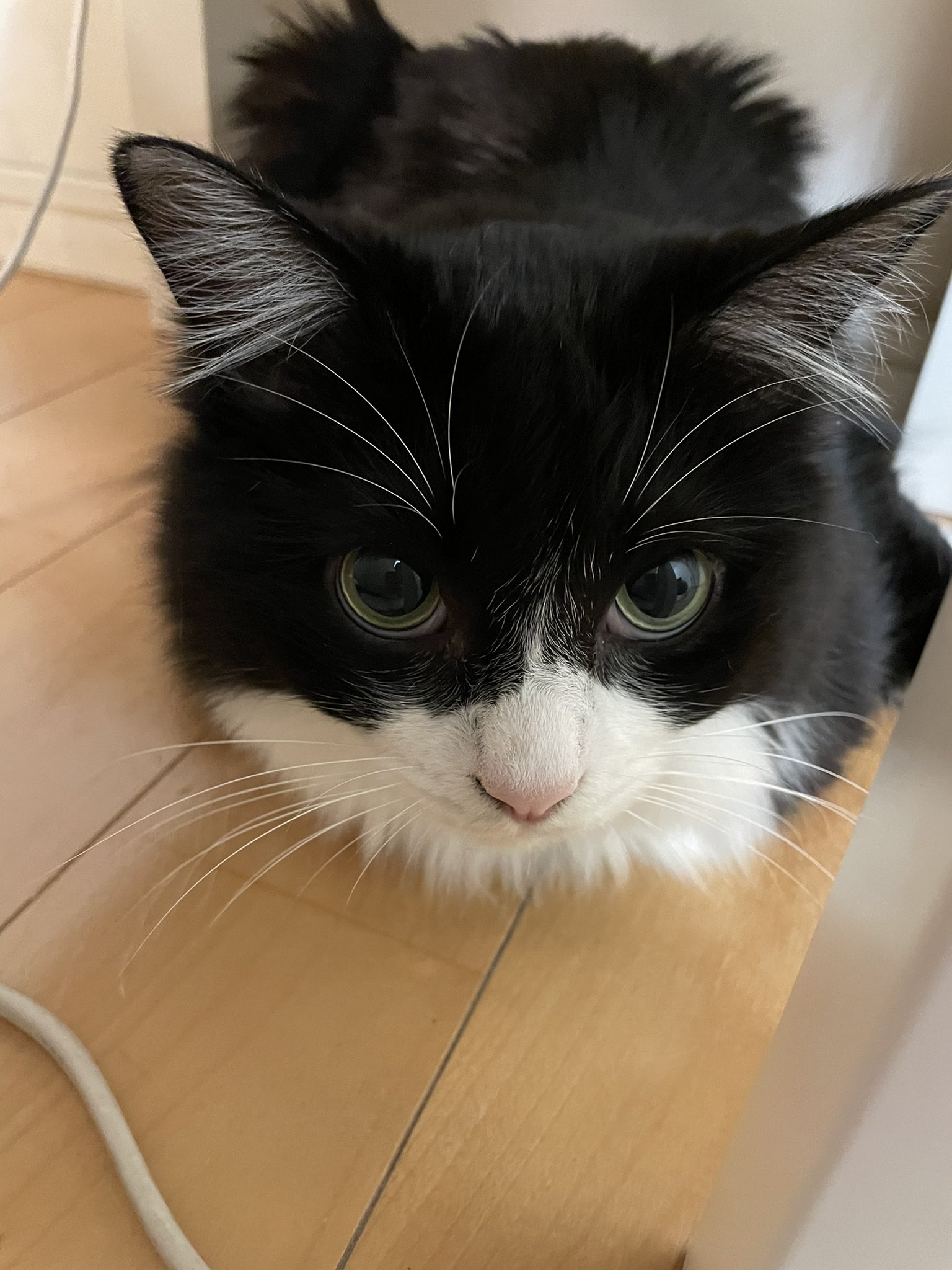 もふ先生 机の下に隠れるよ ねこ 猫がいる暮らし 猫好きさんと繋がりたい T Co E9coiwbswi Twitter もふ先生 机の下に隠れるよ ねこ 猫がいる暮らし 猫好きさんと繋がりたい T Co E9coiwbswi Twitter