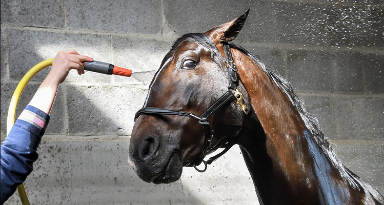 ARWhole's tweet photo. Blue Chip Feed have shared their top tips for managing your horse during the heatwave: https://t.co/X9OsNVsbkc https://t.co/zX27MRSwcv