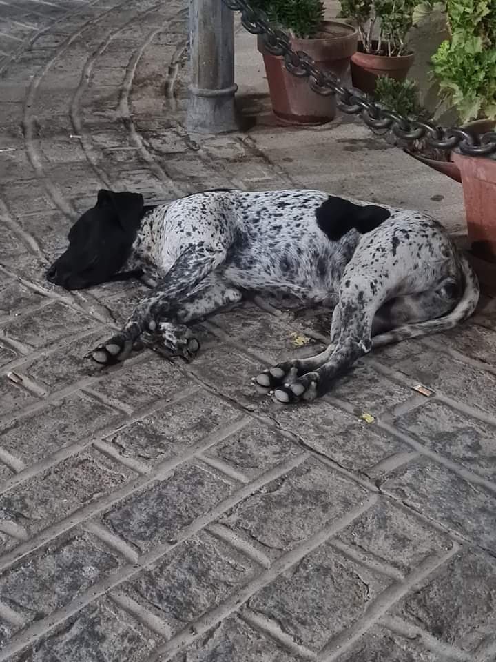 Perrita abandonada en un pueblo de Sevilla,yo no la puedo meter en casa porque tengo muchos en acogida 655181510 Mary
😢 🆘 📢 📢 📢 📢 📢