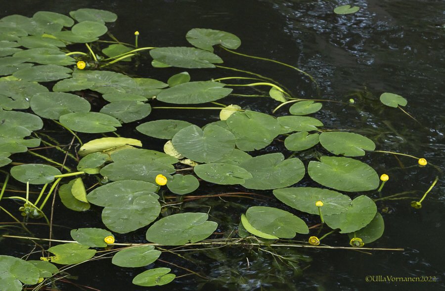 UVornanen's tweet photo. •
#yellowwaterlilies
•
Myrkylliset ulpukat. Kutsuttu myös nimillä hilpukka, kärsäkukka, plumppu ja jokipossu 😀
•
#ulpukka #luonnonkukat #kesä2022 #wildflowers #summer2022 https://t.co/aInvty5f2S