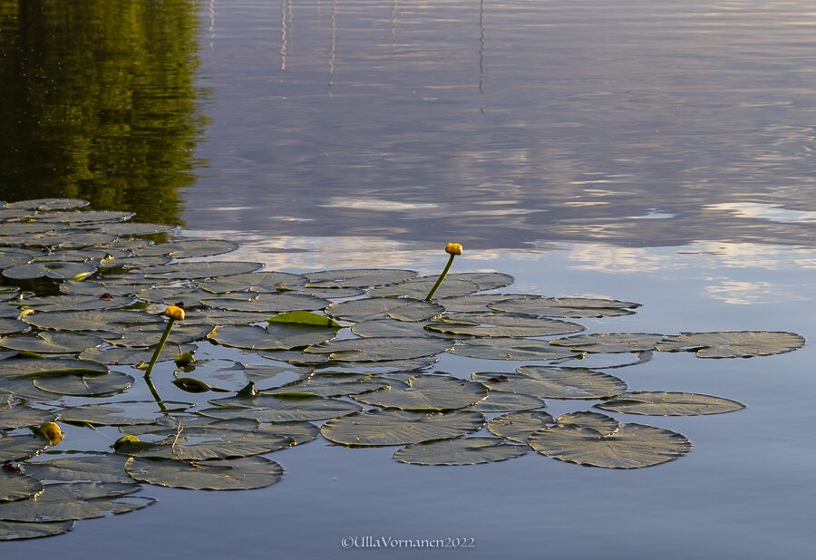 UVornanen's tweet photo. •
#yellowwaterlilies
•
Myrkylliset ulpukat. Kutsuttu myös nimillä hilpukka, kärsäkukka, plumppu ja jokipossu 😀
•
#ulpukka #luonnonkukat #kesä2022 #wildflowers #summer2022 https://t.co/aInvty5f2S