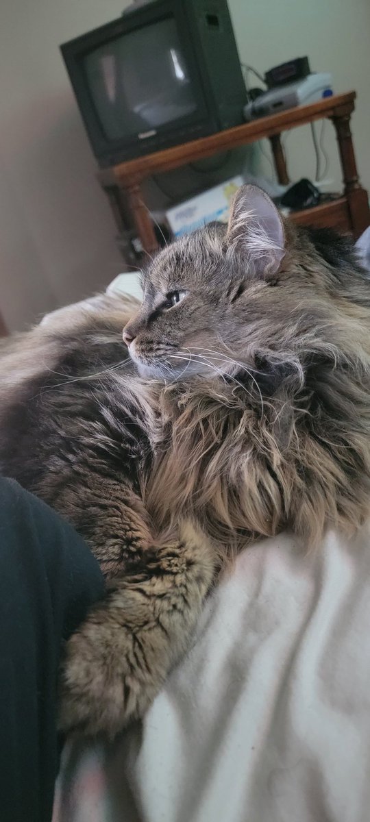 GameboyPlyr's tweet photo. This is now a cat posting Twitter. Meow. https://t.co/qpLaLEyqCb