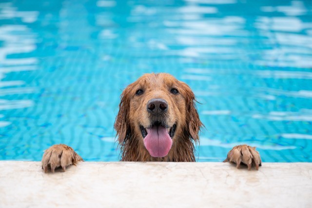 Our famous Dog Swim returns to celebrate the final day of the season.
£17.50 per pooch &amp; their humans come in free (each dog must be accompanied in the water by a responsible owner aged 16+).
To book 👇
buff.ly/3PqTEGK 
#DogSwim #FirstAndBest #ChippingNorton #Fundraiser