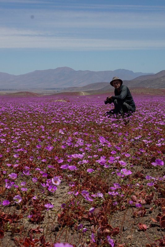 basakGR's tweet photo. Flowering Atacama Desert - https://t.co/pkZAMcUsLP
Pop-up tour is online
#floweringdesert #chile #atacama https://t.co/mY6tlGepfa