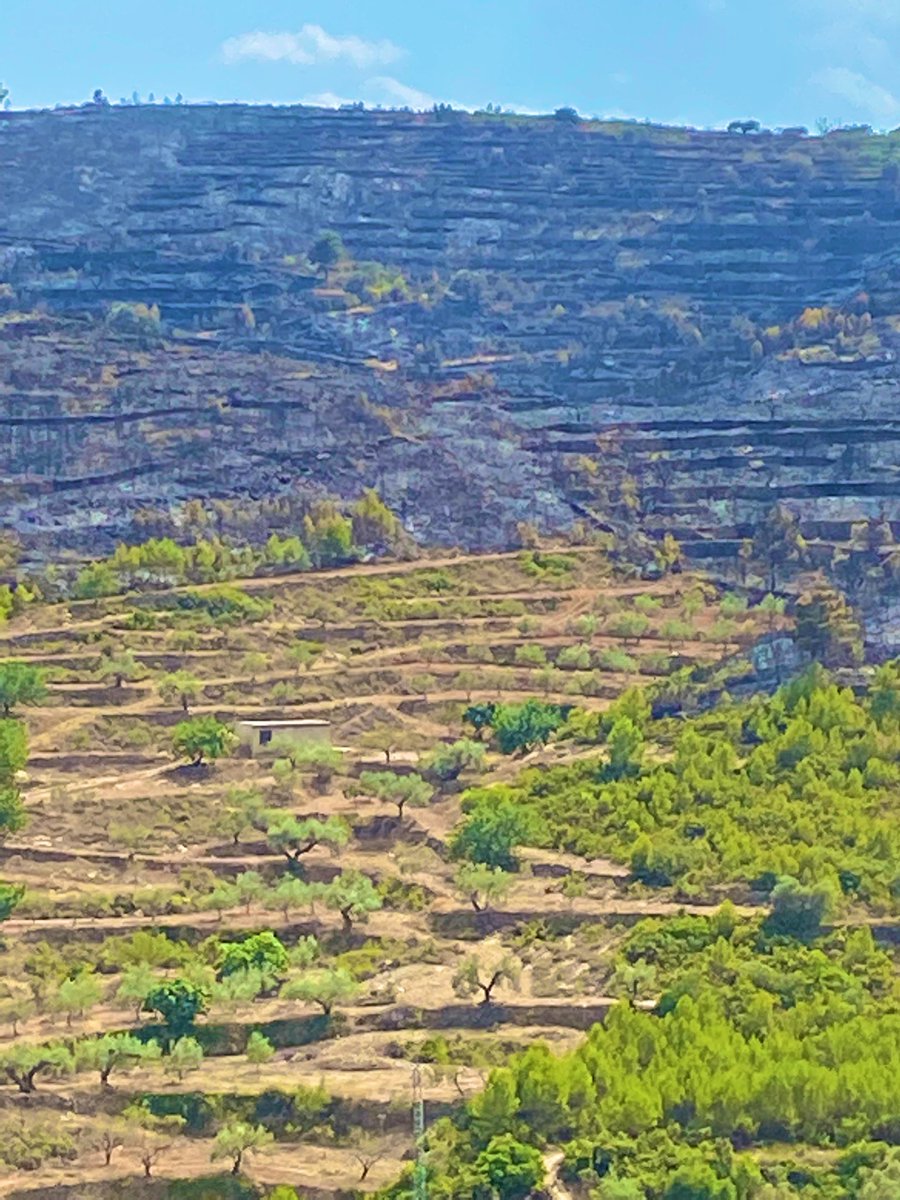 SauraManzanares's tweet photo. Treballar la terra, no hi ha altra solució. https://t.co/V32PLqJaXI