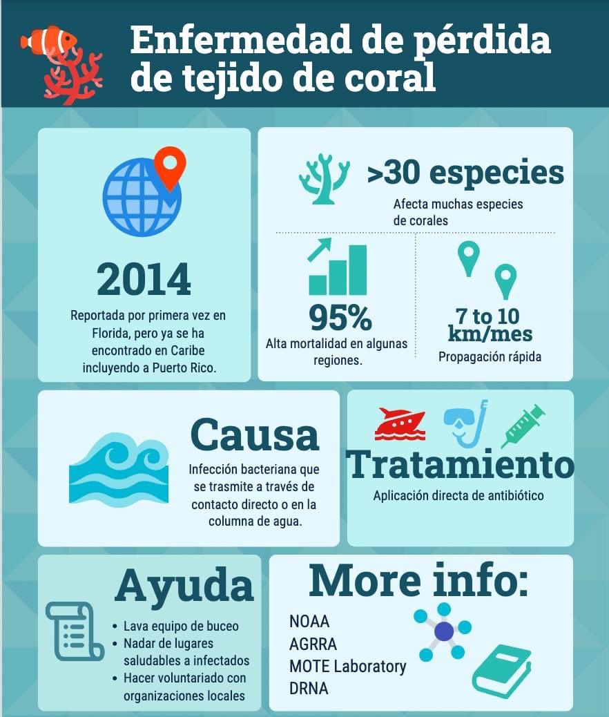 aecimaupr's tweet photo. Stony Coral Tissue Loss Disease (SCTLD) es una enfermedad bacteriana agresiva de rápida propagación en los arrecifes de coral que afecta  múltiples especies de corales escleractinios.

#sctld #corals #coralreefs

Más info en nuestro FB e Insta https://t.co/iYBLyujUmz