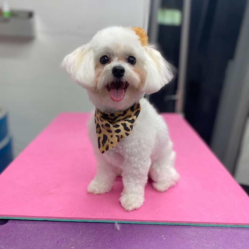 cowboymagic's tweet photo. Happy Monday! Hope everyone has a great week! ๐
Photo by @maddogsgrooming
"๐ผMaya๐ผ Just a happy little girl!!"
#maltese #dog #dogsofinstagram #puppy #mondaymood #cowboymagic #magicmonday #dogs #cutedogs #igdogs #instadogs #doggrooming #dogbath #dogsโฆ https://t.co/6A2Y9P9A3N https://t.co/p5Crn3fN78