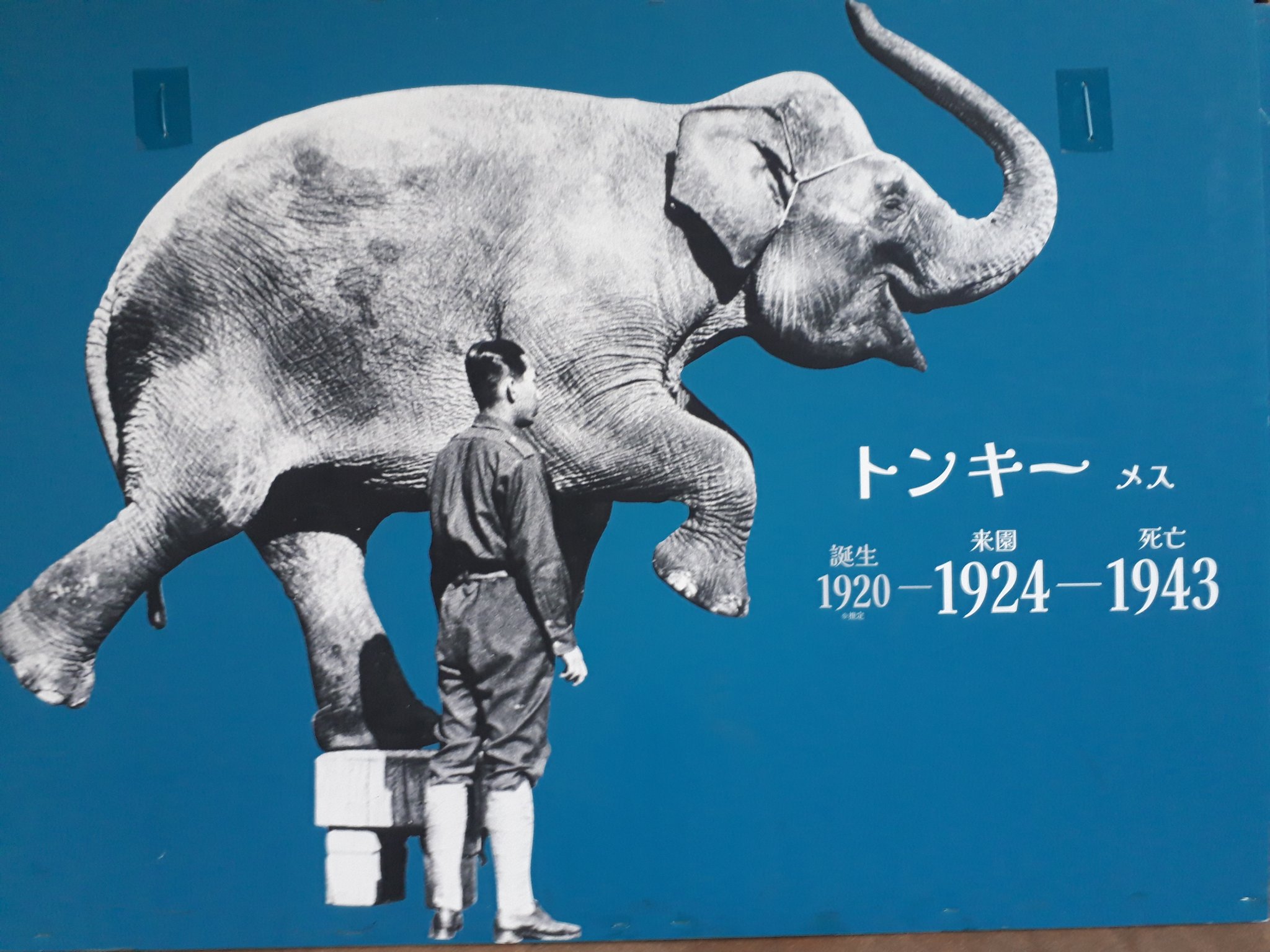 ごせち Menyanthes1477 Twitter