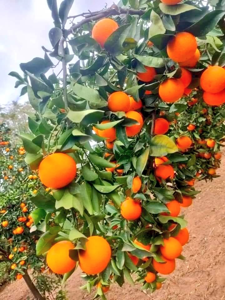 If you are interested in Modern orange farming, Like and Retweet.
🍊 #agriculture