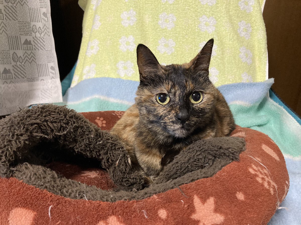 every___diary's tweet photo. ④希望！
#うちの猫最高 https://t.co/24r03dzcwo