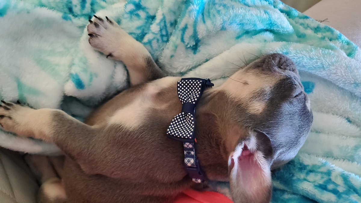 ZeusKnows1's tweet photo. Photoshoot? Nah, too tired I nap! https://t.co/jwTF9Ybd5W