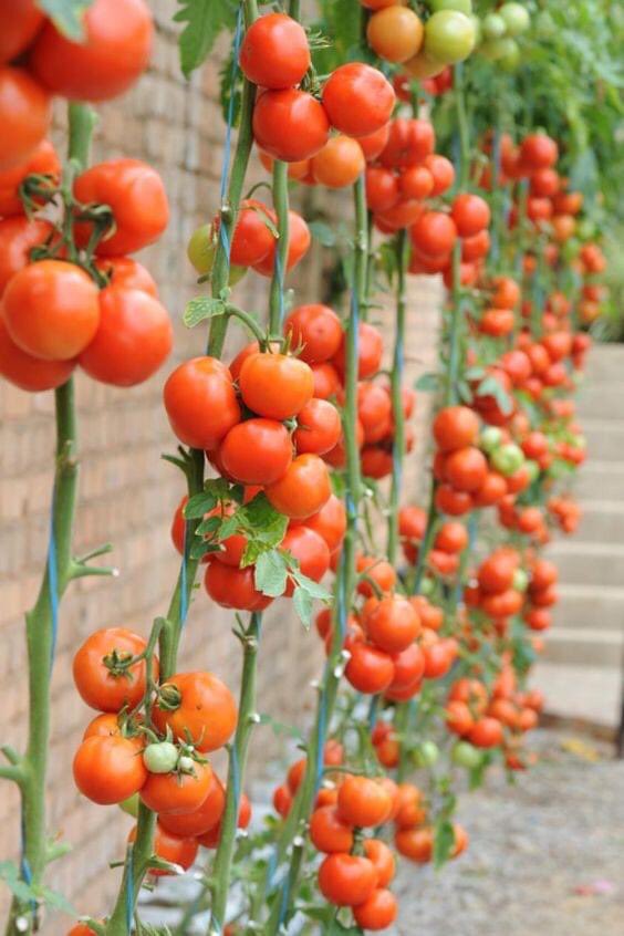WorldlyHQ's tweet photo. Welcome to tomato 🍅 farming. https://t.co/zxOrMfkCOt