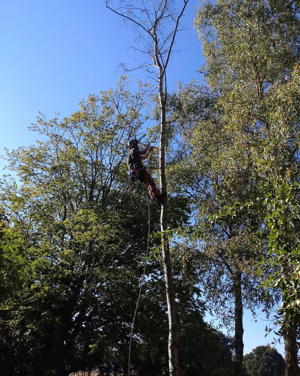 RFTreeSurgeons's tweet photo. Removal of a dead Silver Birch in Great Tey. https://t.co/7W9n0h0SP9. https://t.co/VvSpYLb5Rb