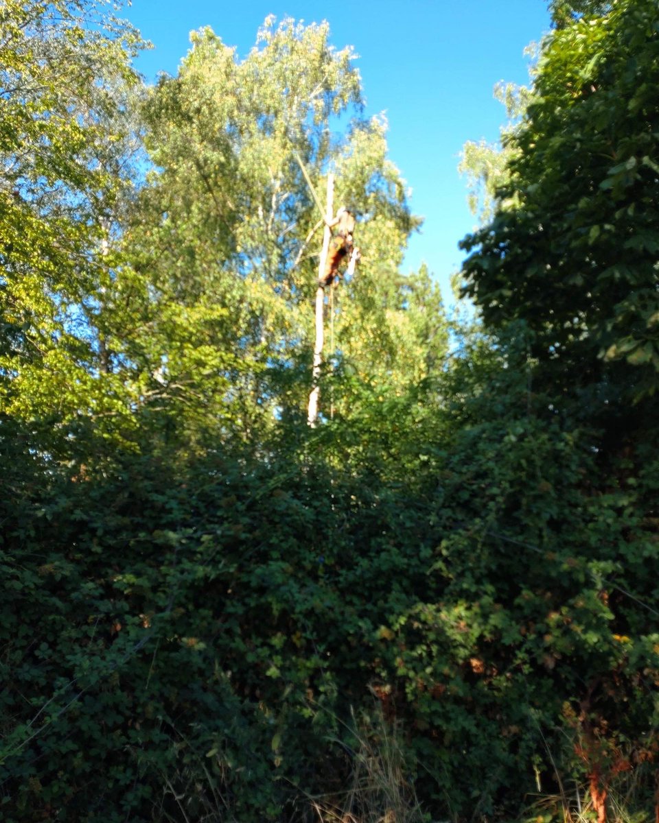 RFTreeSurgeons's tweet photo. Removal of a dead Silver Birch in Great Tey. https://t.co/7W9n0h0SP9. https://t.co/VvSpYLb5Rb
