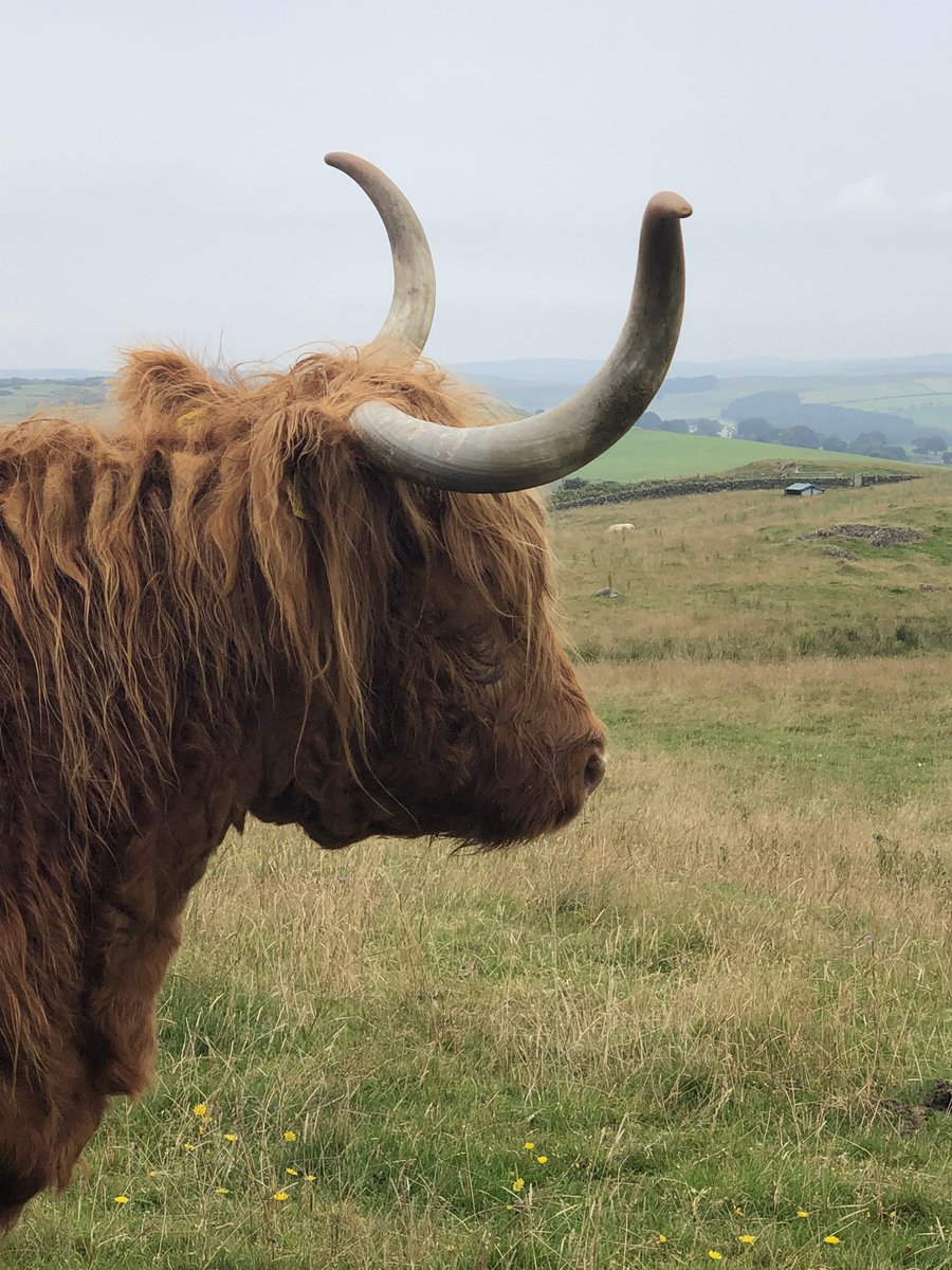 Waterside-newtonstewart (@wnewtonstewart) on Twitter photo What a great day out <a href="/KitchenCoosEwes/">Kitchen Coos And Ewes</a>
Cannot recommend highly enough.
Great hosts, delicious baking and of course the highland coo’s. What a great day out <a href="/KitchenCoosEwes/">Kitchen Coos And Ewes</a>
Cannot recommend highly enough.
Great hosts, delicious baking and of course the highland coo’s.