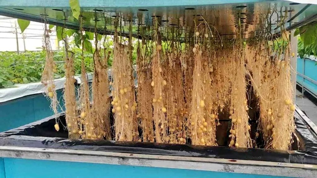femagaz's tweet photo. If you are interested in this Modern Potato farming Like and Retweet please! https://t.co/RPD1IdXjvm