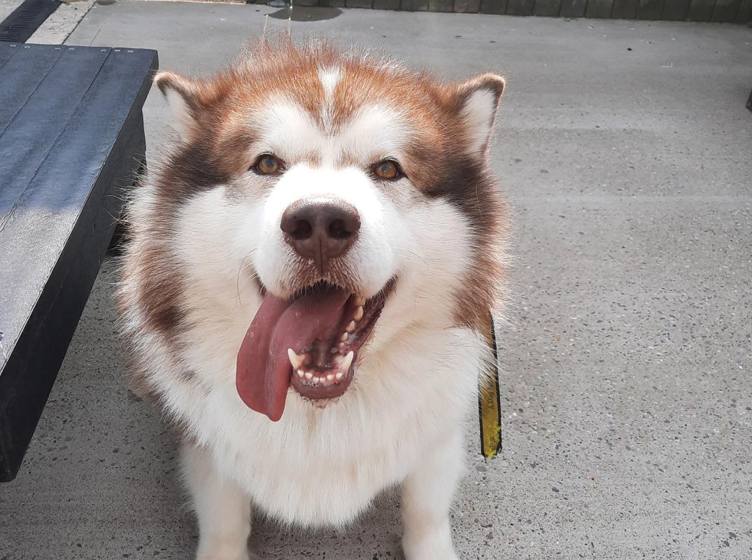 Please retweet to help Tikaani find a home #LOUGHBOROUGH #UK Friendly #Malamute aged 4, gentle giant looking for an experienced adult home as the only pet. DETAILS or APPLY👇 dogstrust.org.uk/rehoming/dogs/…… #dogs #DogsofTwittter #pets #animals