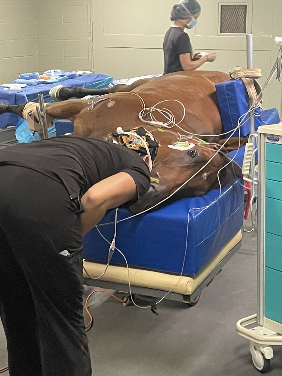 Ever see a horse getting surgery? Here’s mine getting a chip out of his ankle today. His tech gave him a kiss for me (since obvi I can’t be there) ❤️ Surgery took under an hour & they removed two chips from his ankle that have been bothersome on & off. Now 2 months to recover!