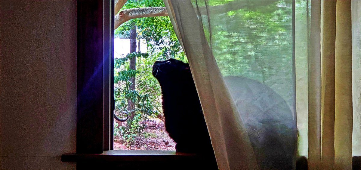 GhostKitteh's tweet image. Am finally figgured owt dat dere is room to sit on teh windowsill. Didjoo kno dere are BIRBS owt heer???
#CatsOfTwitter #BlackCat #AdoptDontShop #Cats #BlackCatsOfTwitter