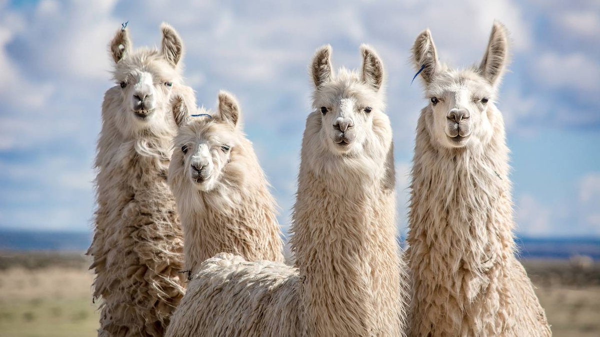 traveltourgroup's tweet photo. 𝐏𝐞𝐫𝐮 𝐓𝐫𝐚𝐯𝐞𝐥 𝐆𝐫𝐨𝐮𝐩𝐬
Perú ofrece una gran variedad de tours por su riqueza histórica, cultural y natural!!! Perú destaca por muchos aspectos y te demostrará que este país tiene mucho por descubrir.
https://t.co/sekefkhych
#TravelTourGroup  #VisitPeru #PeruVacations https://t.co/EDRsQthpew