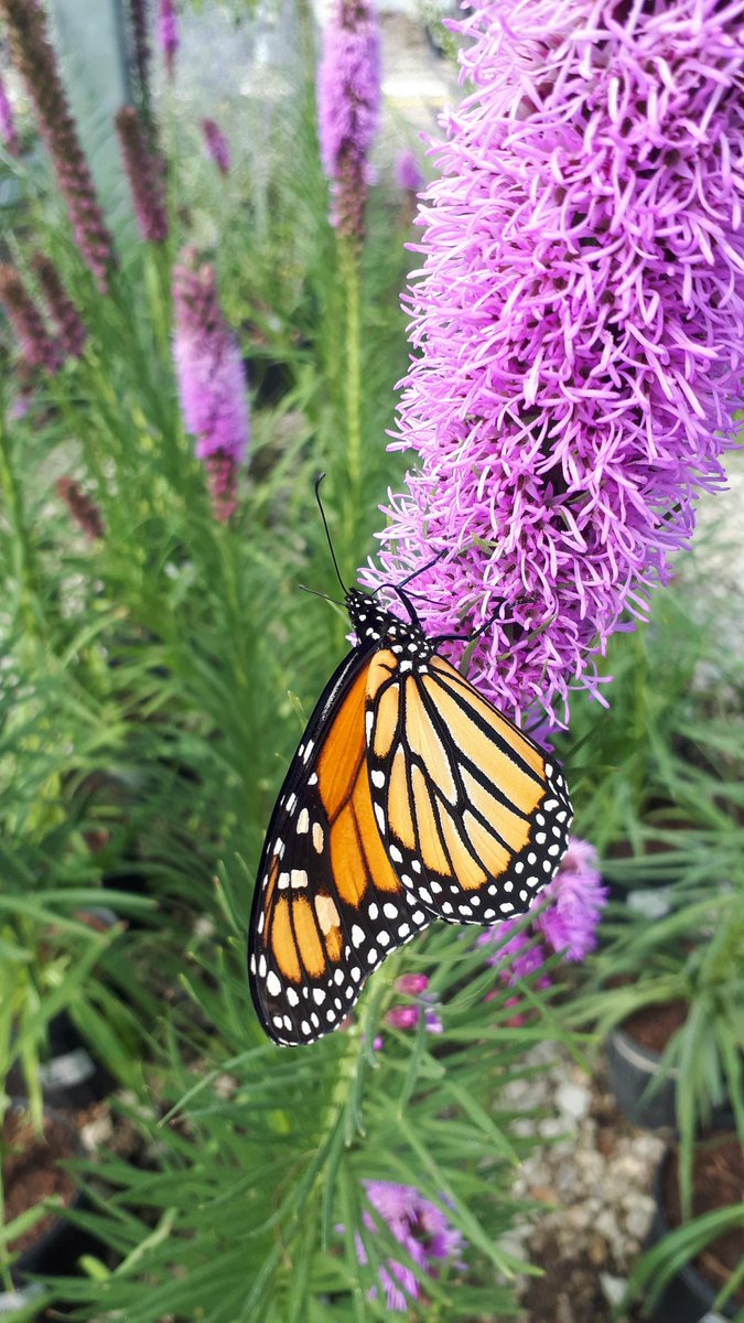 EarthRangers's tweet photo. What a day with our friends from @TangerineBank! After hearing a talk about the importance of pollinators in our ecosystem, the eager group got their hands dirty & planted our new garden beds. Trust us when we say, pollinators are going to love it. 🦋
#TangerineProjectForward https://t.co/1WUatp2CdE