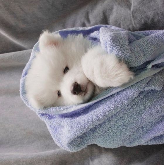 dailypupjn's tweet photo. #JENO #제노 https://t.co/lSInMXMBxC