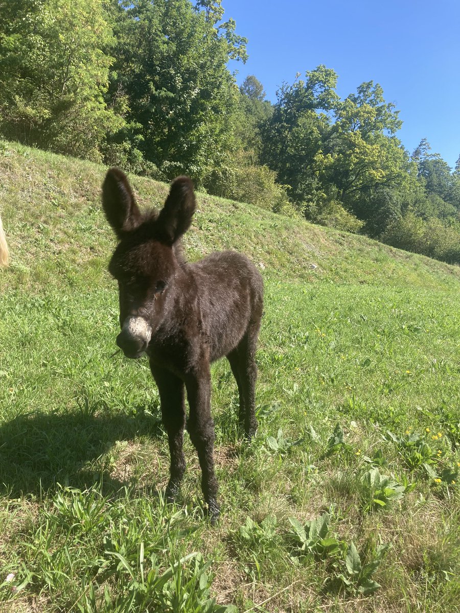AngelaParkerFIT's tweet photo. My Italian Alps weekend in review:
• Met a baby donkey
• Saw a peppercorn tree
• Sampled 8 new pastries 
• Went to #lagodiledro w/ @jmayer https://t.co/gu9MNtS3js