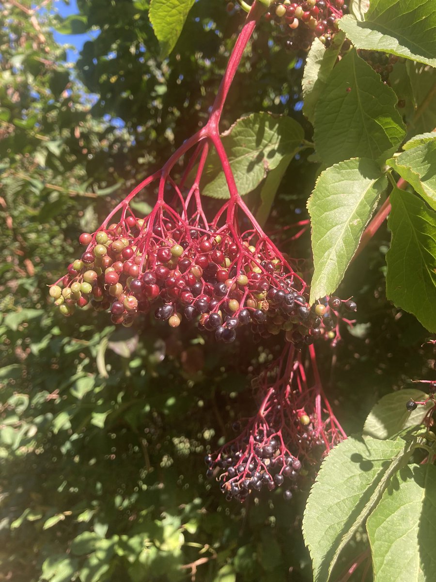 AngelaParkerFIT's tweet photo. My Italian Alps weekend in review:
• Met a baby donkey
• Saw a peppercorn tree
• Sampled 8 new pastries 
• Went to #lagodiledro w/ @jmayer https://t.co/gu9MNtS3js