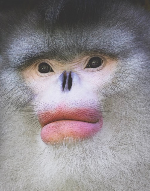 goodimpact_eu's tweet photo. Wie sehen wir Tiere?
Tim Flach beschäftigt sich damit, wie wir andere Lebewesen wahrnehmen – sie etwa vermenschlichen oder uns von ihnen abgrenzen.
@timflachphotography
Die ganze Strecke gibts in der aktuellen enorm 03/2022 💚
#enormMagazin #tiere #fotografie #timflach https://t.co/7NCvzx3T7y